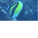 The fish United 232