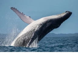 SPERM WHALE AND BLUE WHALE ATTACK icon