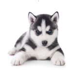 #Husky Pack