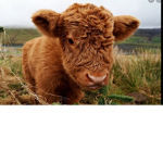 Cow club!