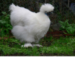 Chicken, cats and rats.