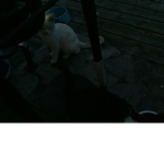 It’s a sussy cat