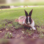 If you love bunny’s this is the place for you!!