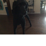 I am a blue dog