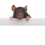 _-Rat group-_
