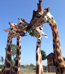 Le mie giraffe
