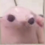 Le zo zo heads