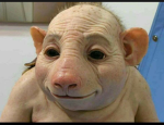 Ellianasvibexo/ bbys RATS