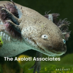 The Axolotl Associates