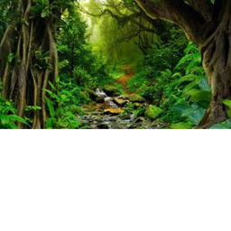 A Jungle Skatepark