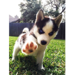 Huskys <3
