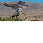 TheFalcon