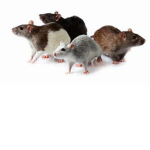 THE BAD BI3H RATZ