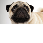-*Pug Squad*-