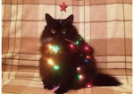 kitty support:)