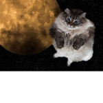 The Fats cats