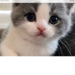 Kitty fan club only