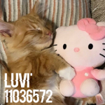 luvi'