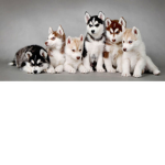 Husky wolf pack