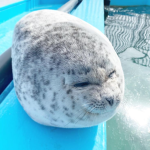 SealValue
