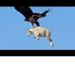 Hawks_bahh group