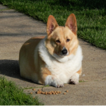 Corgi Dog Productions