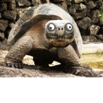 Turtle Academy!