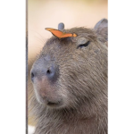 U ARE A CAPYBARA