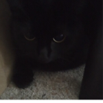 Cutest cat in the world