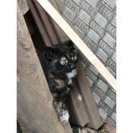 Kitty cats loll
