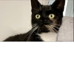>:) CATS