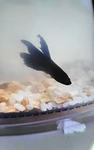 Bob The Fish Fan Club