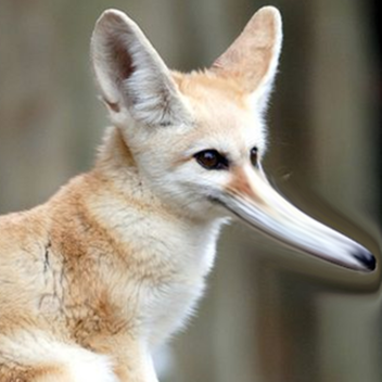 ❤️ Vivi's Pretty Profile Place! ♥️