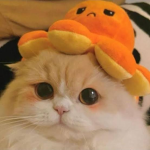 Cat House 猫