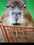 Capybara Einkaufswagen Gang