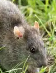 RATZNCHEESE