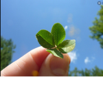 Cloverzz