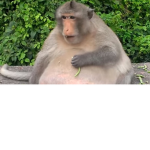 Monkey Kingdom (Cool Monkeys only)