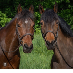 Clover Hill Equestrian Center (Team group)