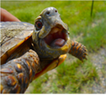 Turtles R Cool!!