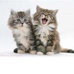 Catschoko Grupe