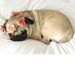 te@m pug