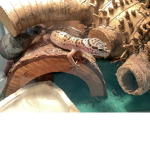 Reptiles And Amphibians