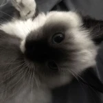 #ANGEL X STEADY Group Thumbnail