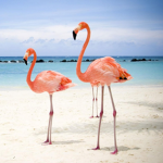 Flamingo Squad!~