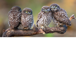 Animals are sooo Adorable! <3