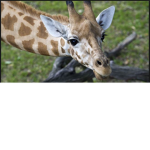 Roblox Zoo