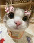 Cat lovers world!