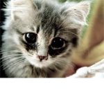 cute furry kittens