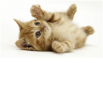 The cat rescue group